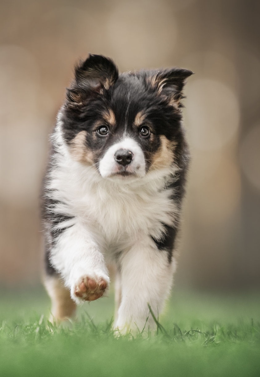 Bild von einem tricolor Border Collie