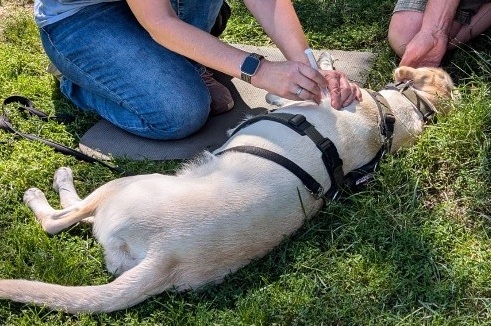 Hund beim Medical Training